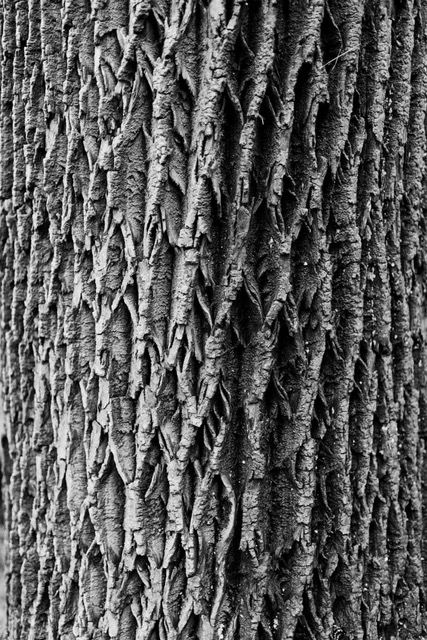 B+W Tree image (bark)jpg